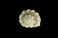 藏品(瘤珠螺)的圖片